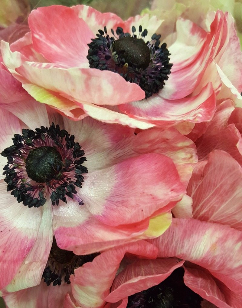 gorgeous pink flower capture on Instagram
