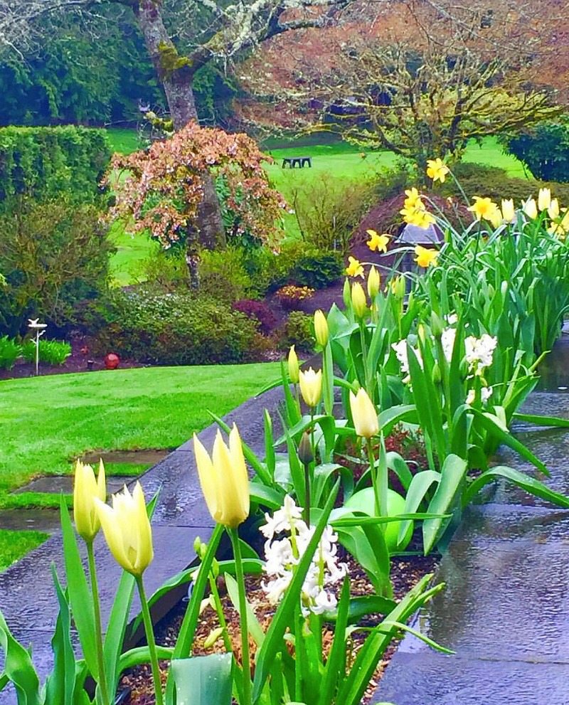 beautiful tulips and green backyard in Seattle
