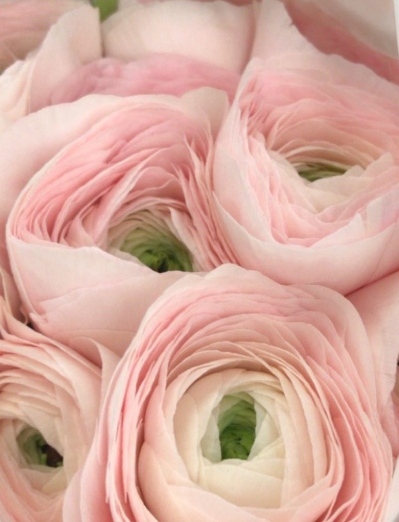 social media marketing on Instagram pink flowers