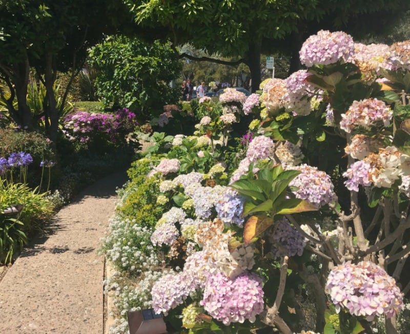 Carmel's luscious flower gardens are breathtaking