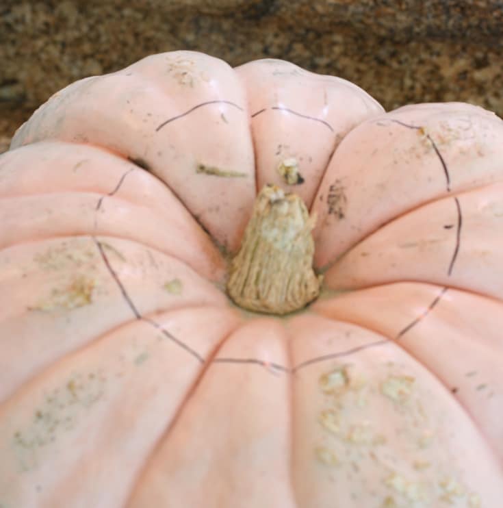 show the traced edge of the vase to care the pumpkin on top