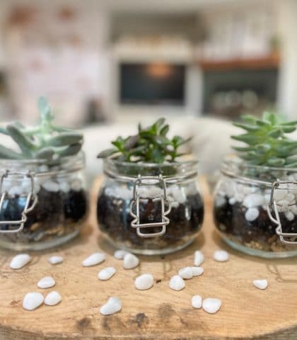 adorable mini succulent terrariums make great gift ideas