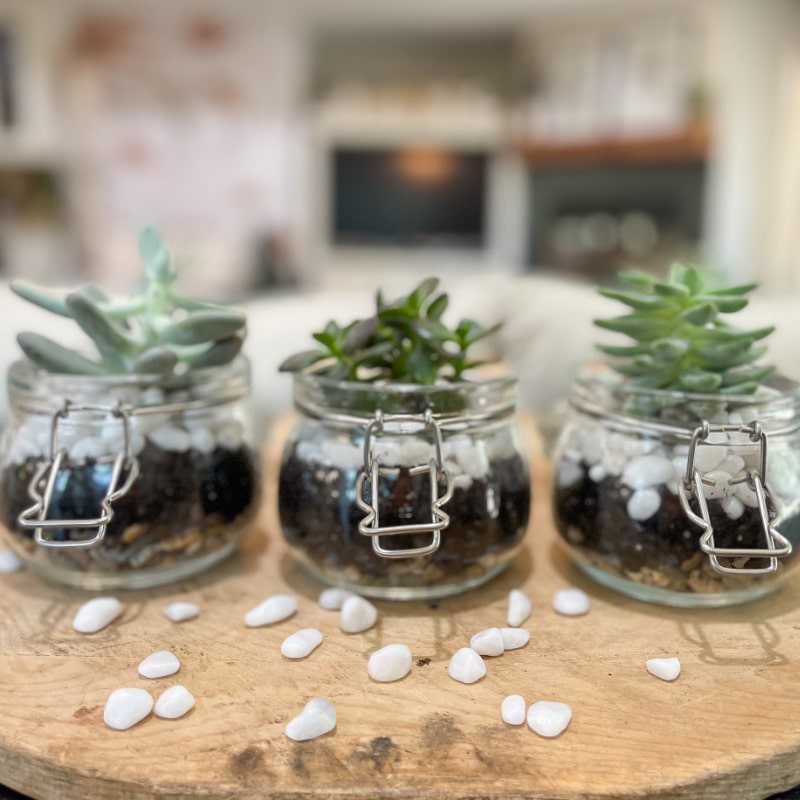 How to Easily Create a Cute Succulent Terrarium as Darling Gift Idea