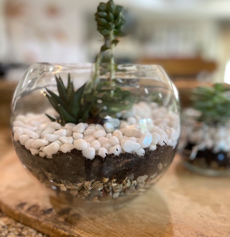 plant your succulent in a glass vase to see all the layers