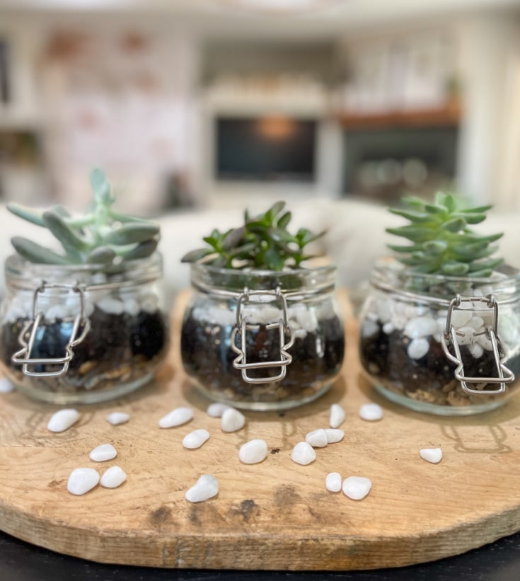 mini jars are cute gift ideas when filled with succulents