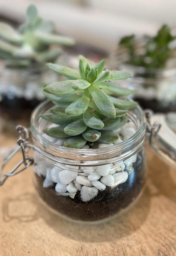 cute mini terrarium in glass jar for gifting