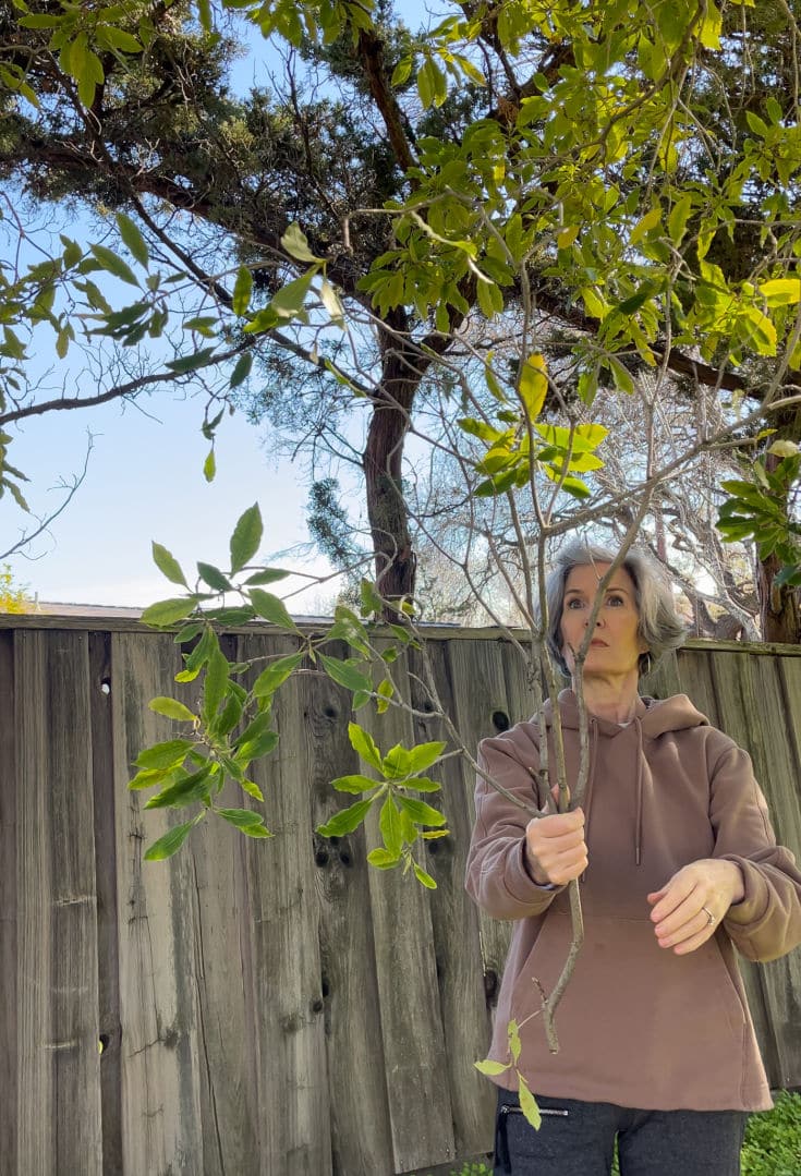 Finding the perfect branches for DIY spring branches project